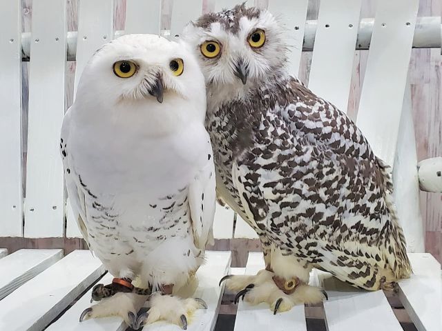 ハリーポッターでお馴染みのシロフクロウもいます。ヘドウィグもいるよ。しろふくろう太郎君と華ちゃん