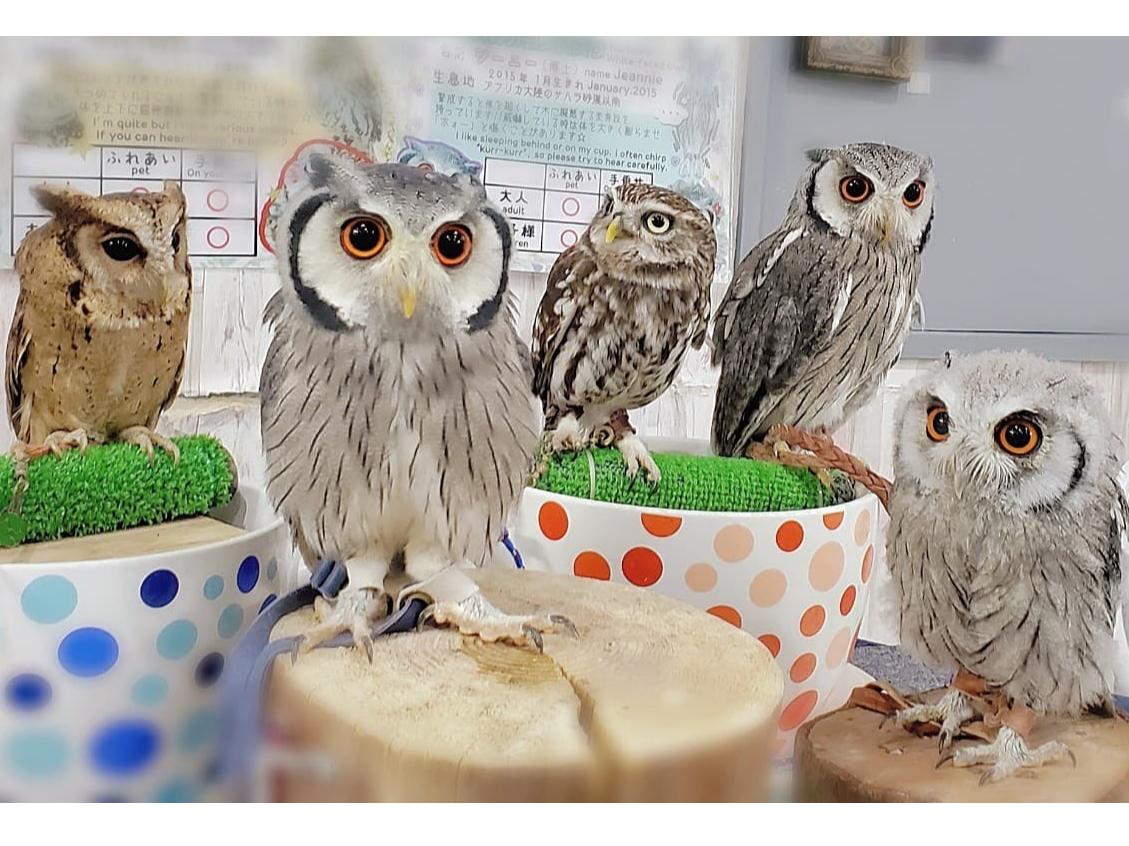 26種類30羽のフクロウ・ハリネズミ・爬虫類・蛇・白蛇・イグアナと癒しの時間をお楽しみください。池袋でいけふくろう体験