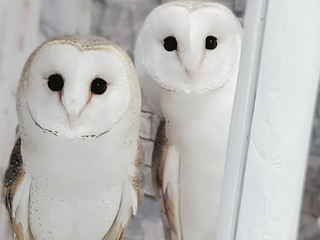 白い天使の羽を持つメンフクロウのラッキー&ピース