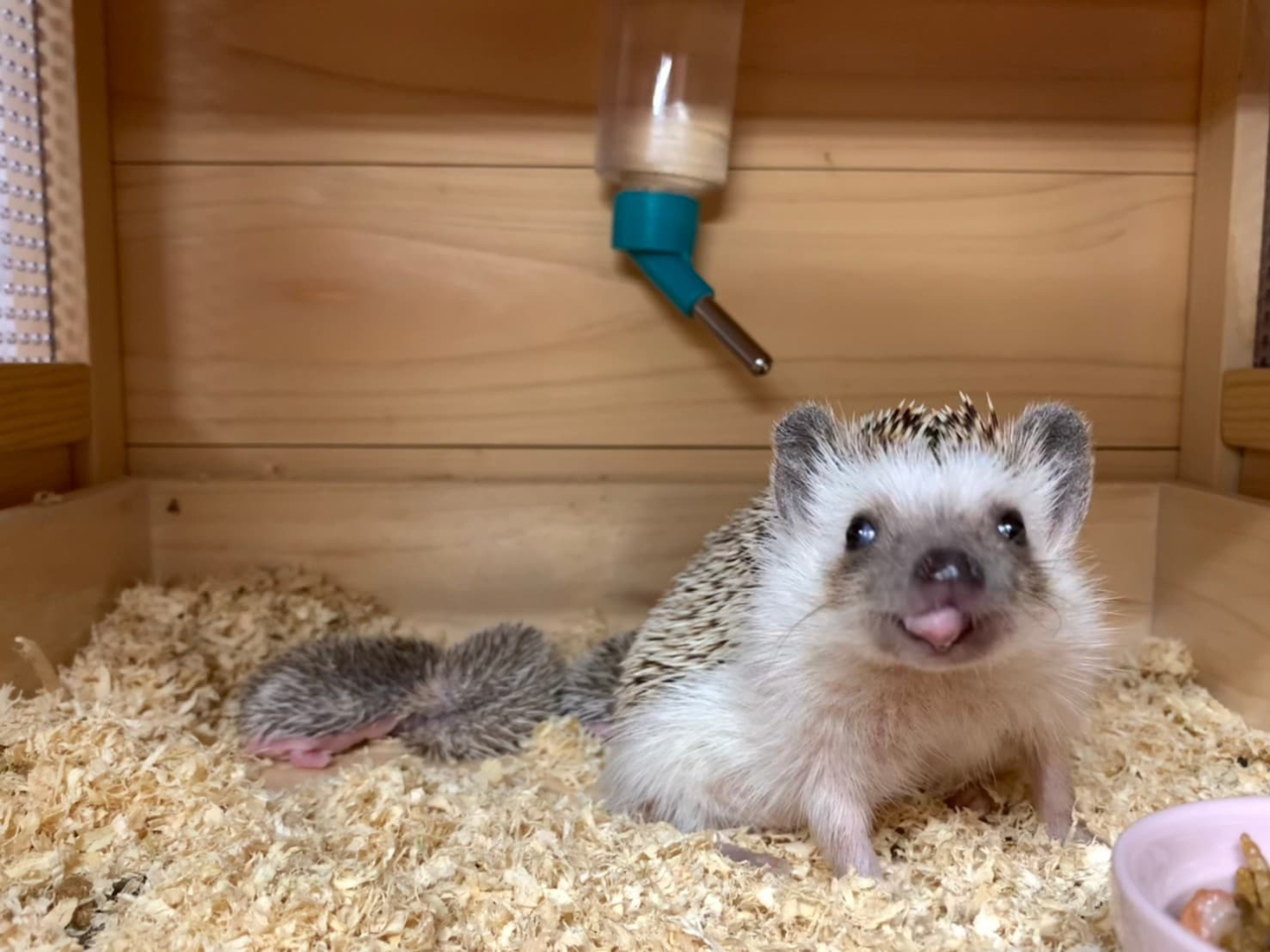 ハリネズミとのふれあい体験も可能。 タイミングが良ければハリネズミの赤ちゃんにもあえます。ハリネズミふれあい体験