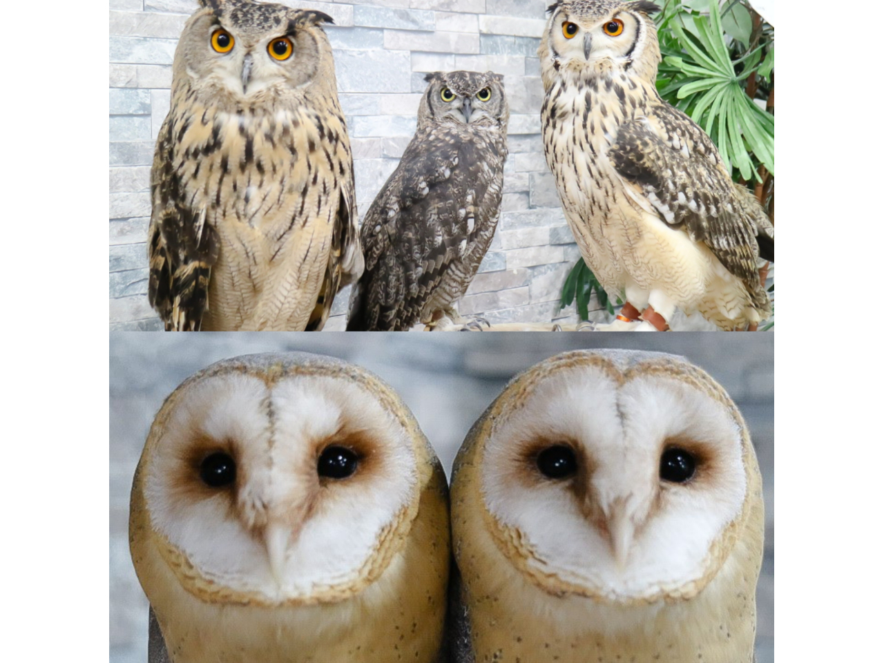 フクロウ・ハリネズミ・爬虫類イグアナ・ヘビもいます