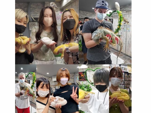 フクロウやハリネズミ. ふれあい体験!フクロウ手のせ・肩乗せ体験 動物カフェ東京・池袋西口にはフクロウ・ハリネズミ・爬虫類・イグアナ・ヘビ・白蛇