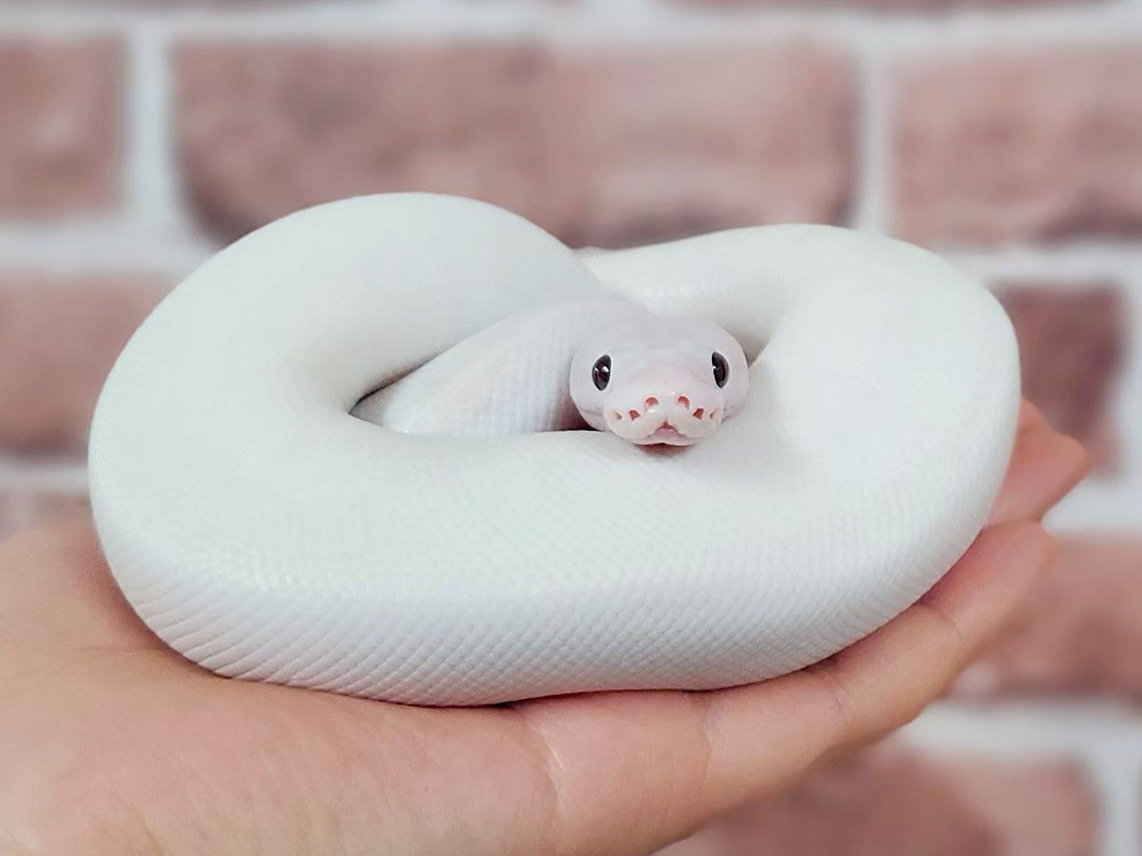 フクロウの他縁起の良い白蛇ともふれあい体験できます。池袋でフクロウ&白蛇で運気アップ!池袋パワースポット