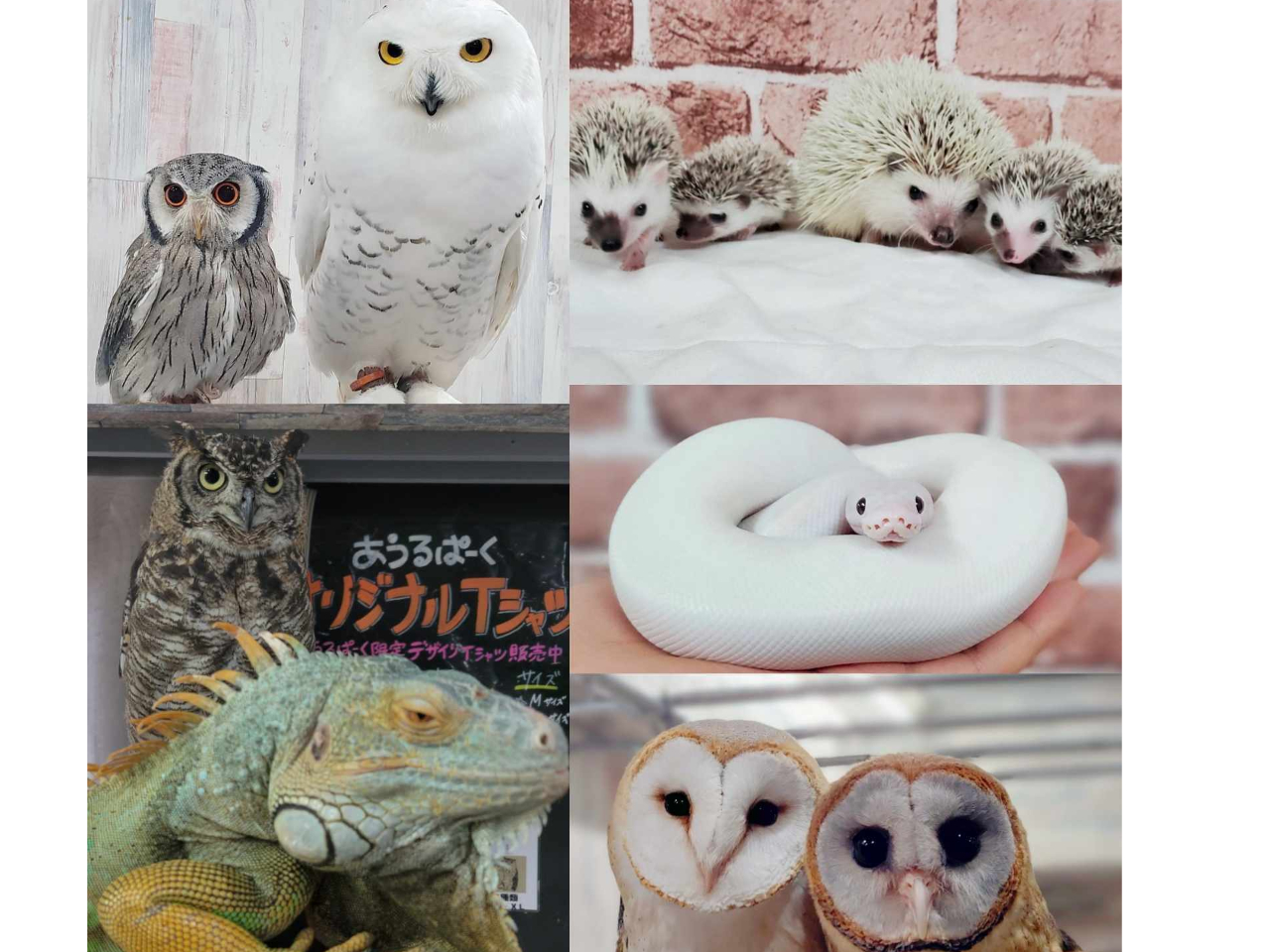 �t�N���E�E�n���l�Y�~�E঒��ރC�O�A�i�E�w�r�����܂�