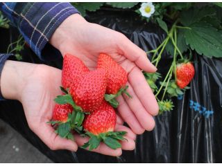 甘くておいしいイチゴあります!土耕栽培と高設栽培があります!