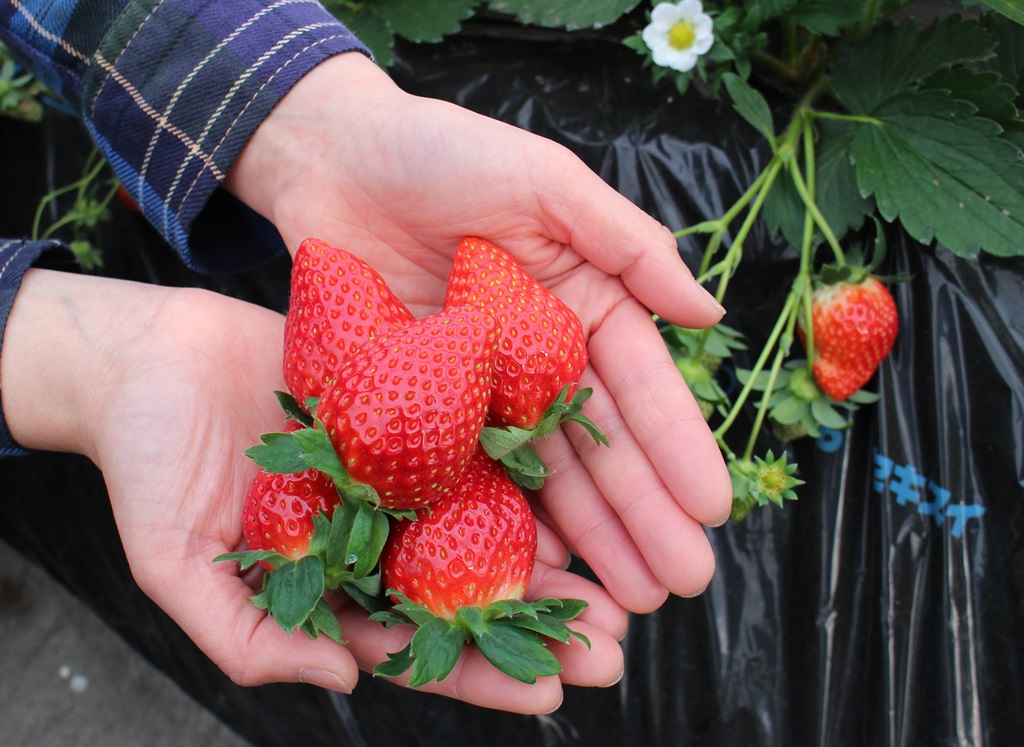 �Â��Ă��������C�`�S����܂��I�y�k�͔|�ƍ��ݍ͔|������܂��I