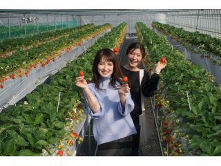 大きくて、甘いイチゴ!