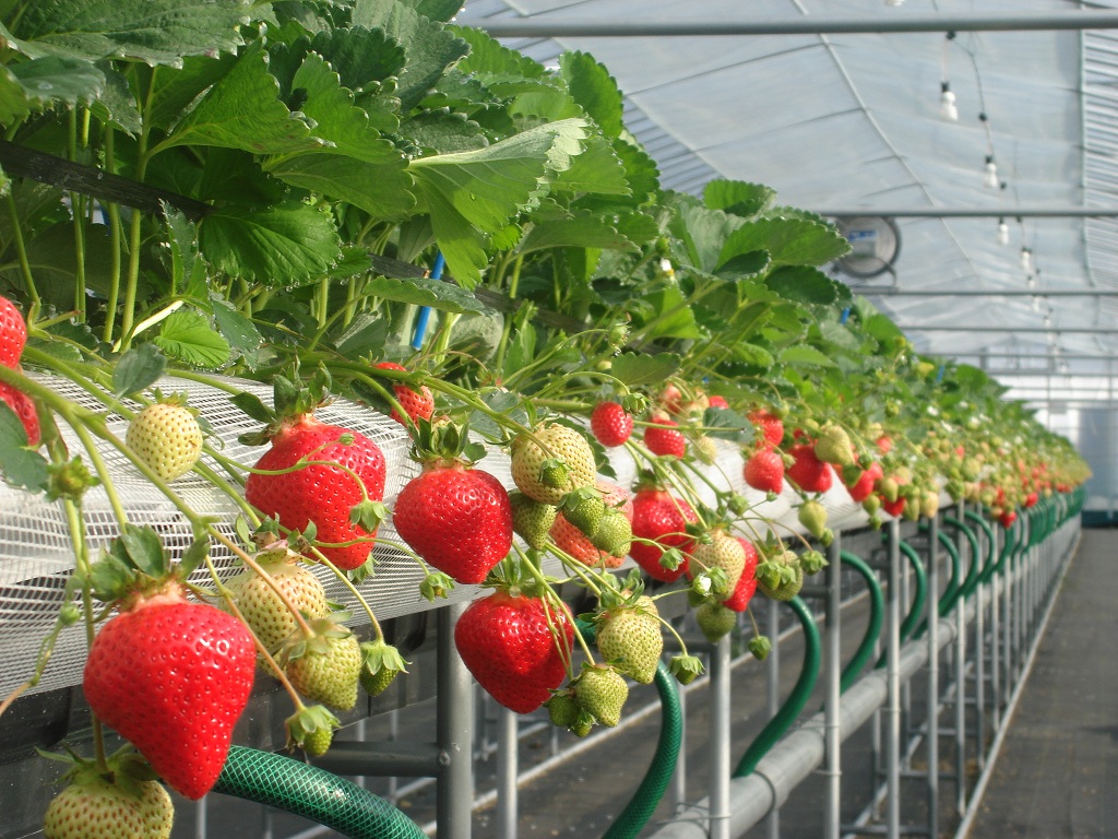 お客さん 外国人も 多っ 一長一短ありますが 客の多さが人気の証ですね いちご狩り らいおん果実園の口コミ じゃらんnet お客さん 外国人も 多っ 一長一短ありますが 客の多さが人気の証ですね いちご狩り らいおん果実園の口コミ じゃらんnet