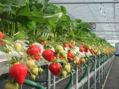 福岡の果物 野菜狩りランキングtop10 じゃらんnet 福岡の果物 野菜狩りランキングtop10 じゃらんnet