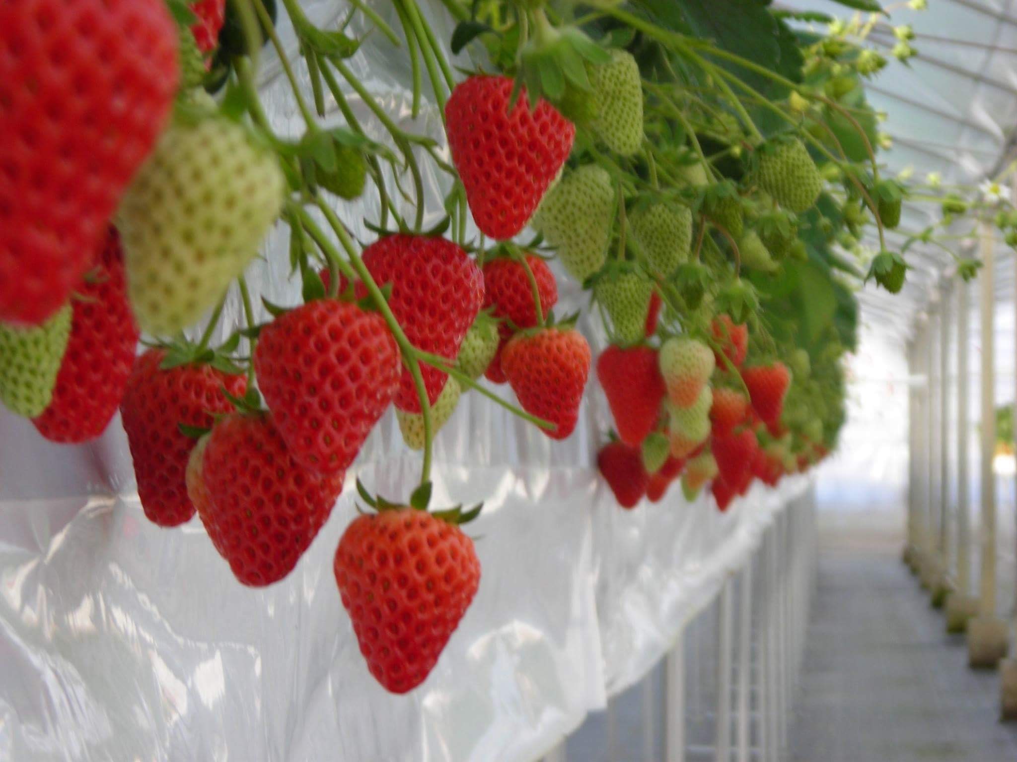 5/7～】いちご狩り40分◎～紅ほっぺか章姫、うた乃が食べ放題