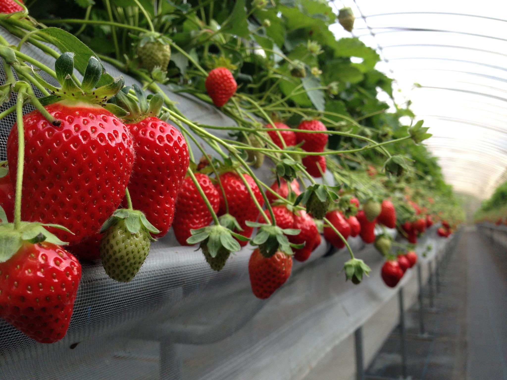 鹿児島・日置】≪いちご3種30分いちご狩り食べ放題≫さつまおとめ・恋