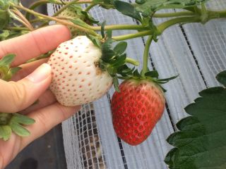 白いちごも食べられるかも?!