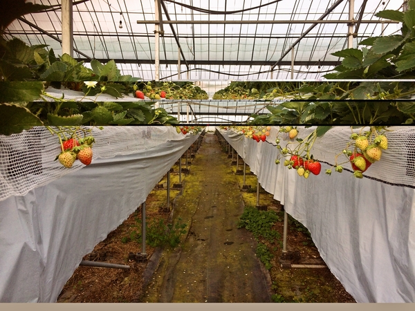 �C�`�S�͉��̕��ɂ��Ă��܂����