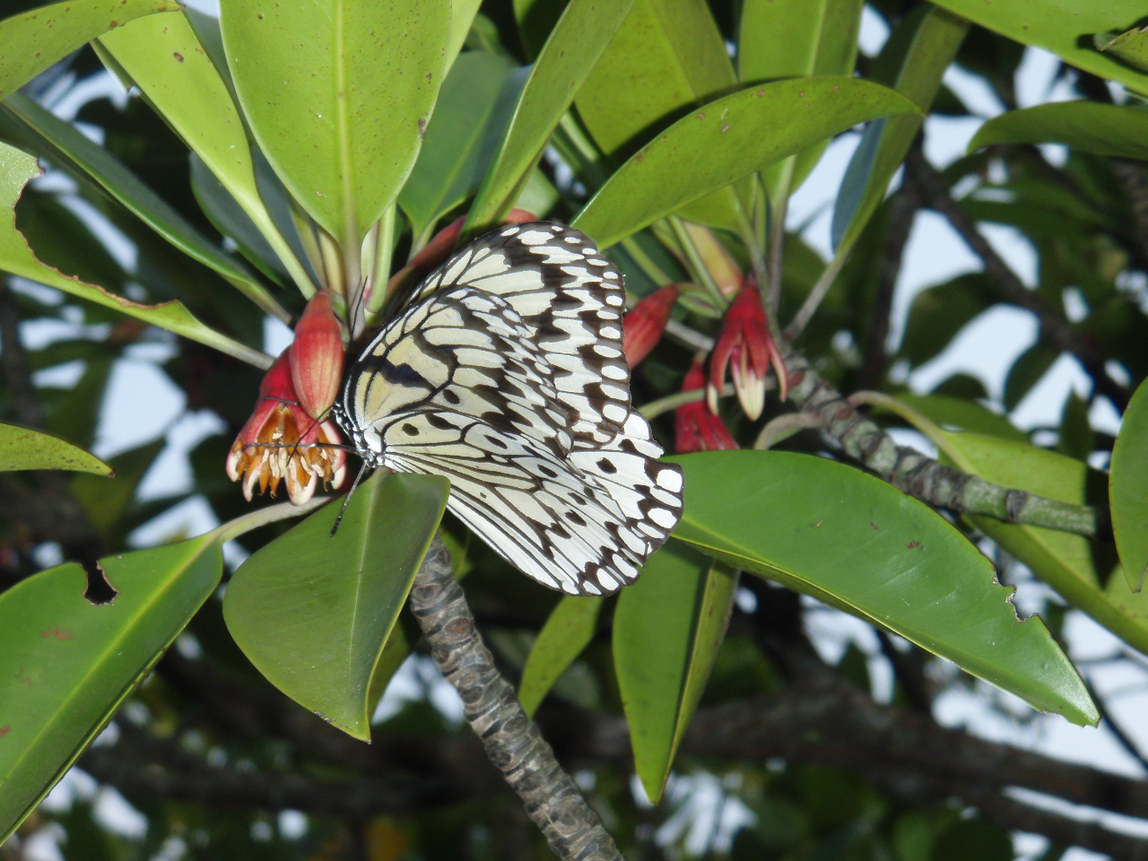 ���{�ő��̒��I�I�S�}�_��