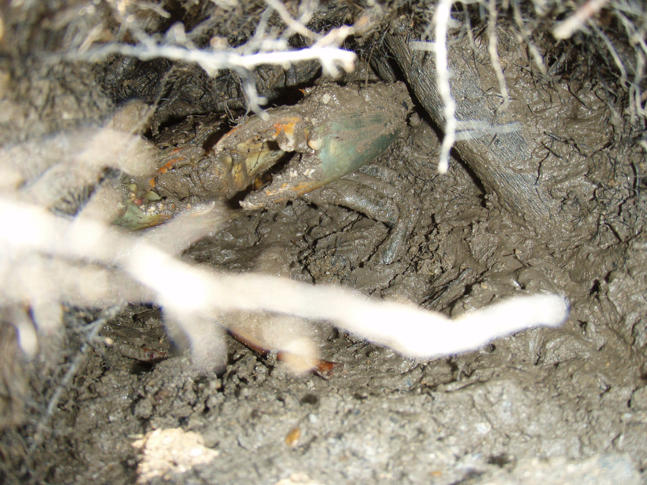 �}���O���[�u�N���u