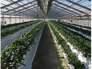 千葉 柏 イチゴ摘み取りプラン 換気機能抜群のハウスでお得に摘み取り くらもち観光農園 じゃらん遊び体験