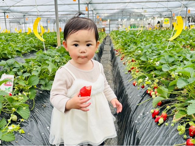 甘くておいしい苺にお子様も沢山食べちゃう♪