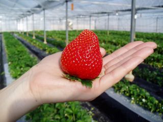 運が良ければ出会える特大アイベリー♪