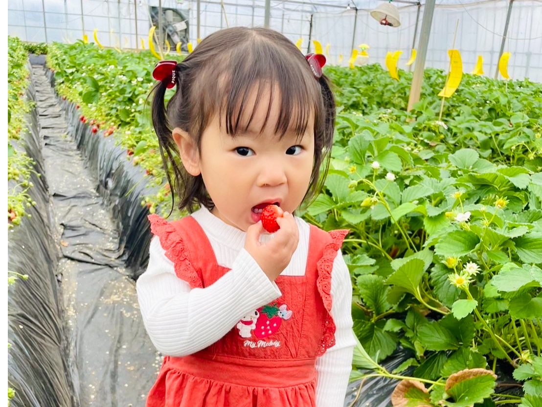 2026年〉【旭市・40分食べ放題】 ＜1月中旬～5月上旬＞＼いちごの王様