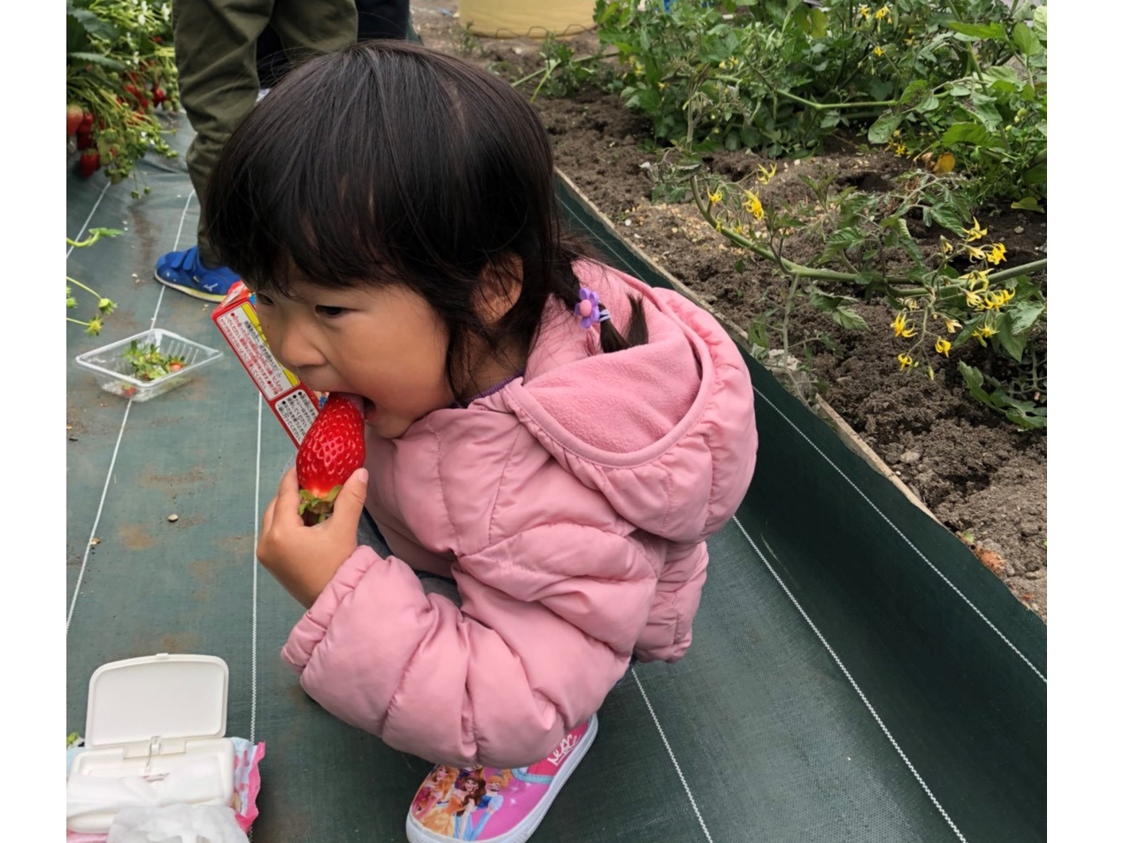 大きないちごを堪能♪