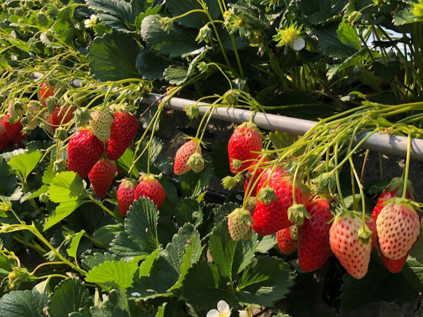 É˂́u͕PvςɂȂ܂ły݂