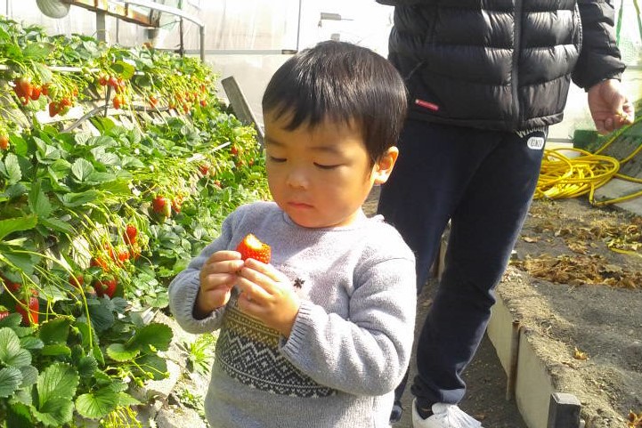 【5月7日~5月31日】静岡発祥の「章姫」いちご狩り30分《併設カフェでは本格ス...