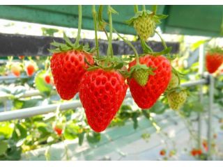 ロマンの森共和国でいちご狩り♪30分の食べ放題プランです★