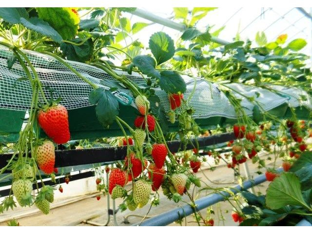 nEXFݍ͔|Ȃ̂ł܂ɂ肪y݂܂