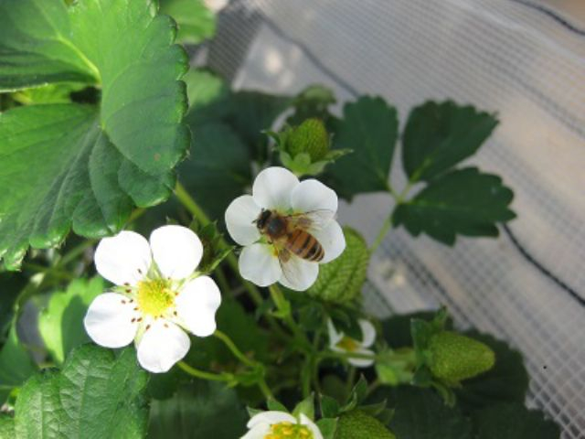 �n�E�X���ł͎󕲂̂��߃~�c�o�`�̑�����ݒu���Ă��܂��B