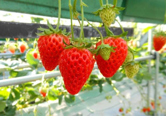 【じゃらんのお得な10日間】★2026年4/6~4/24 ★日帰りいちご狩り 3...