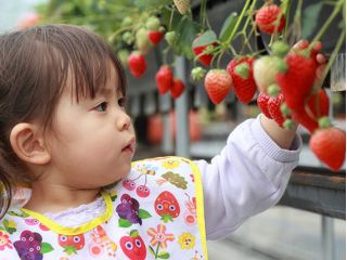 お子様にも取りやすい2段式の高設栽培あり◎