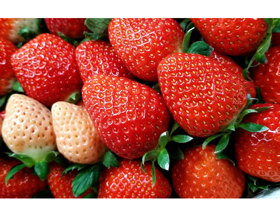 3i`5i͔|Hהׂł܂(ɂi̐ނقȂꍇ܂)