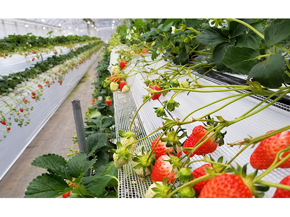 ��������������Ă���̂ŁA���q�l�₨�N��菗���̕��ɂ����S��