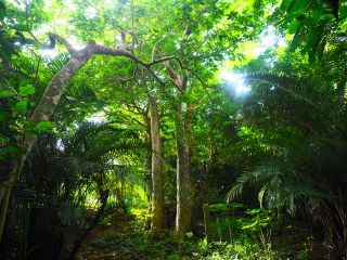 平久保のヤエヤマシタン