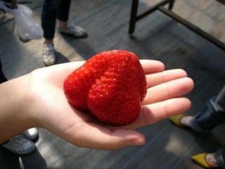 手のひらサイズのビックいちご