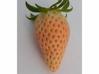 館長開発のホワイトベリー(白苺)