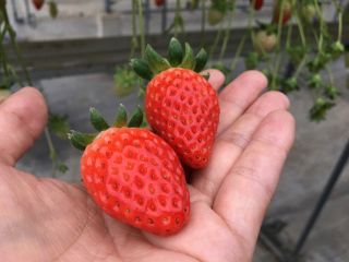 甘いいちごをたくさん召し上がれ♪