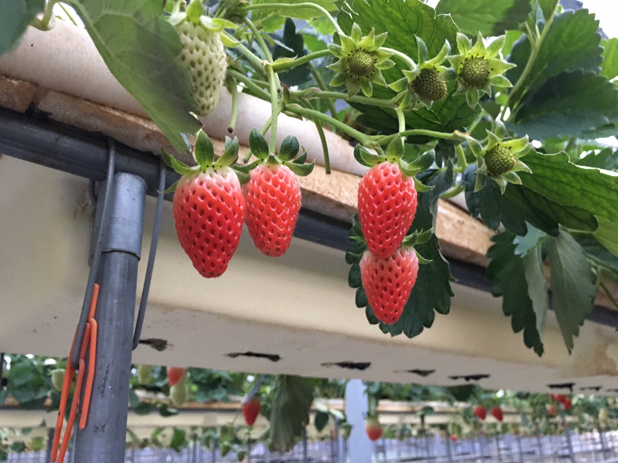 nEXł͍gق؂ƂЂ߂͔|Ă܂