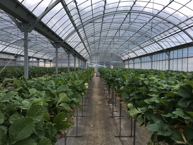 nEX͑S5܂Bݍ͔|̂߁AԂ̂⑫̎アɂ߂łB