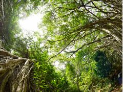 ここでは、木登りもしてみよう