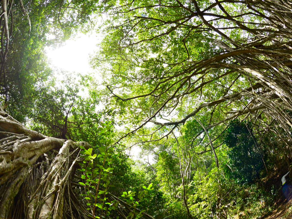 ここでは、木登りもしてみよう