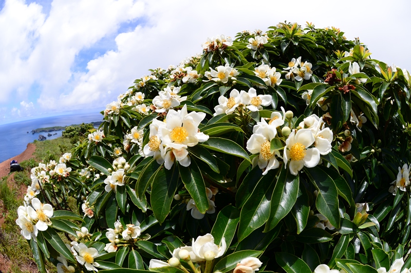 小笠原村の花 ムニンヒメツバキ