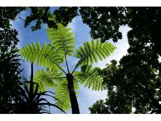 空にそびえるシダ植物