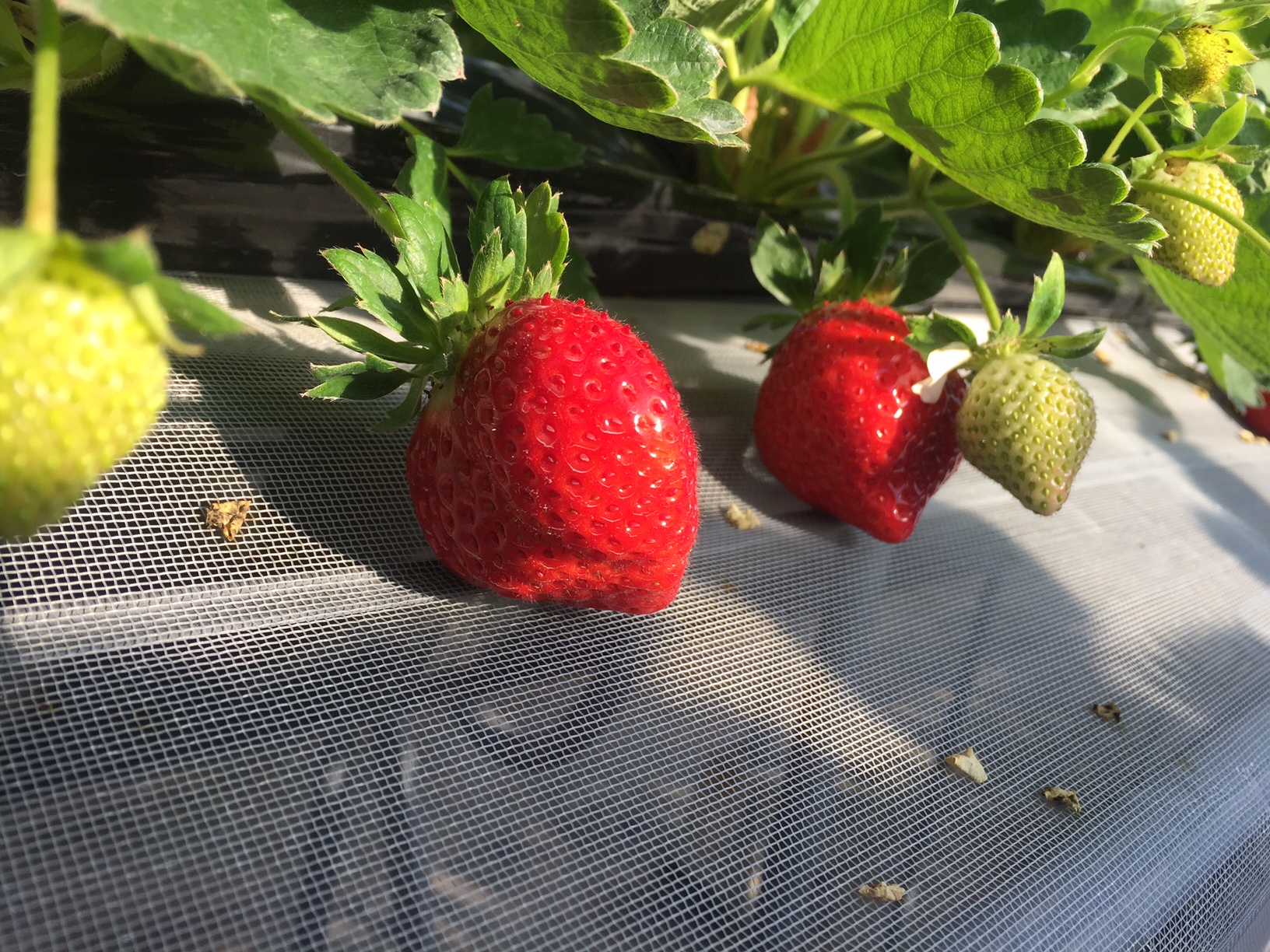 コロナ対策実施中 いちご狩り 60分 あま い あまおう が食べ放題 福岡市内から車で約30分 やすこうち農園 じゃらん遊び体験 コロナ対策実施中 いちご狩り 60分 あま い あまおう が食べ放題 福岡市内から車で約30分 やすこうち農園 じゃらん遊び体験