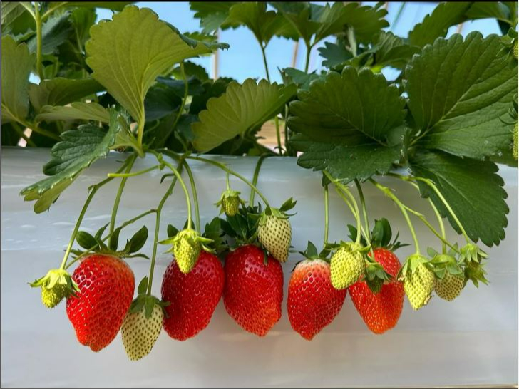 �Ԃ����������A�Ȃ��Ă���l�q�͎ʐ^�f�����܂���