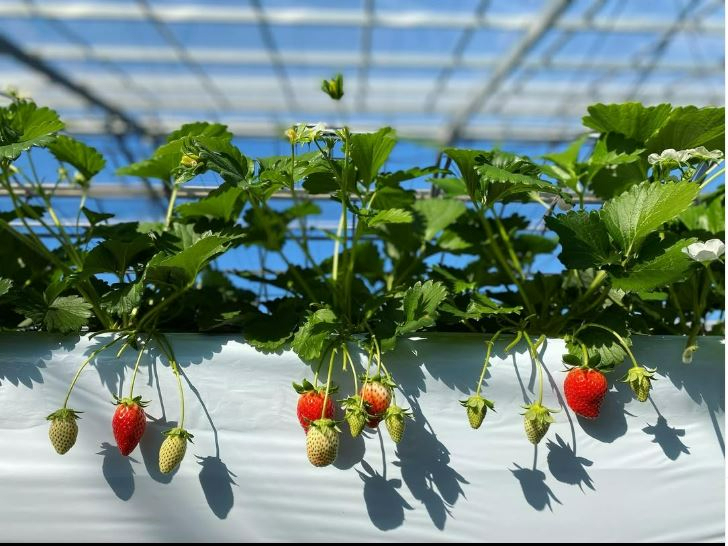 4/8～5/10【埼玉県・所沢市】【章姫｜紅ほっぺ】【30分食べ放題】【所沢イン...