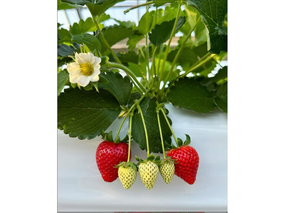 �e�q�̂悤�ŉ���������������܂����I