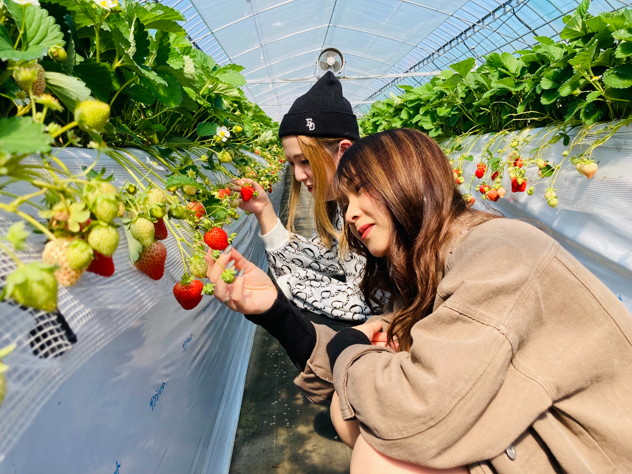 <新品種あり>【60分いちご食べ放題】【小郡市│筑後小郡インターより車で7分・西...