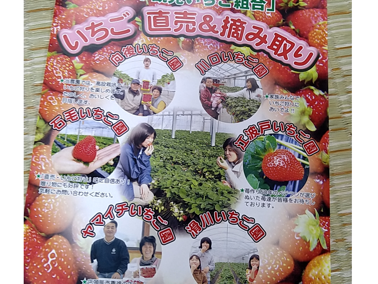 旭市・いちご狩り】＼1月中旬～5月上旬／高設栽培で衛生的♪かがまず