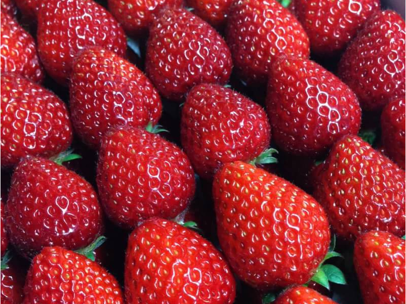 〈2026年〉【旭市・いちご狩り】\1月中旬~5月上旬/高設栽培で衛生的♪かがま...